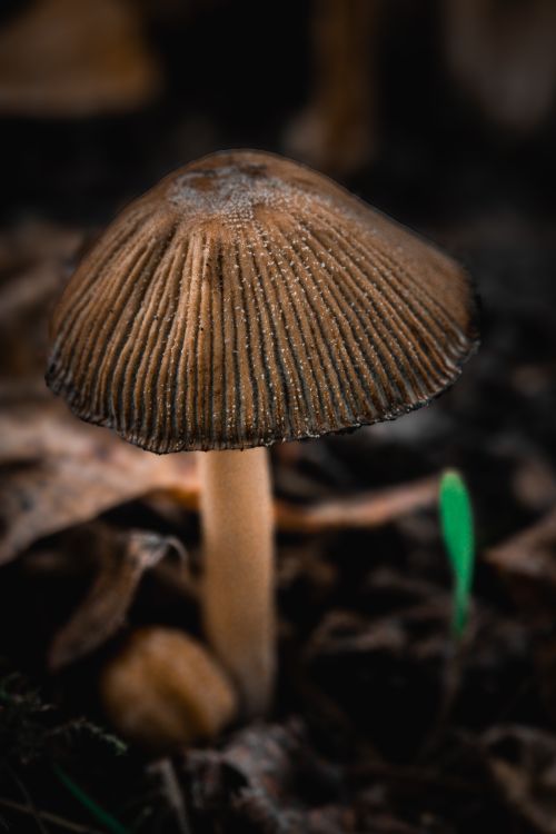 Free Detailed view of a wild mushroom with a textured cap in a natural forest floor setting. Stock Photo
