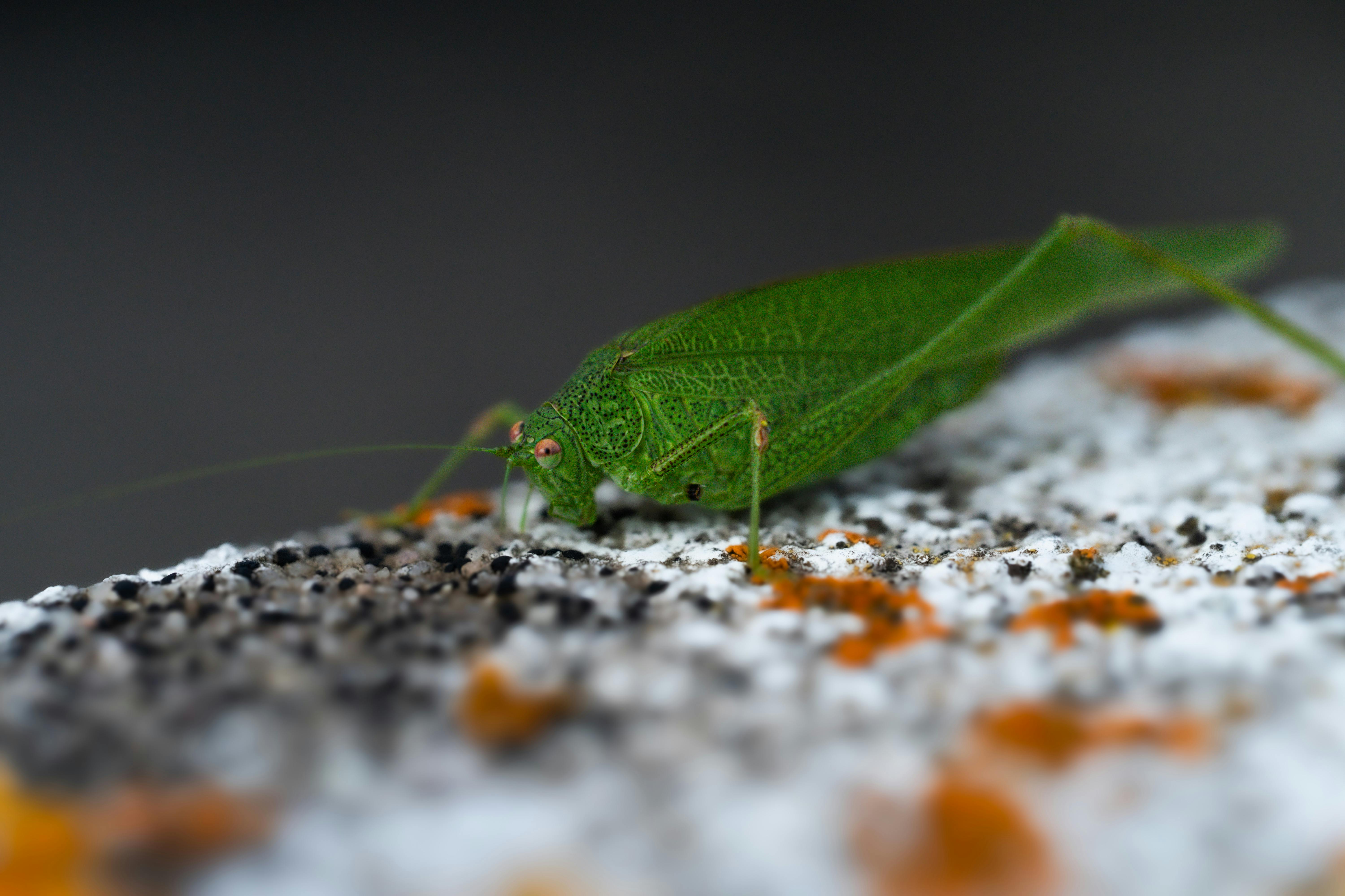 Legendary Beings Unveiled: Exploring Myths and Mysteries