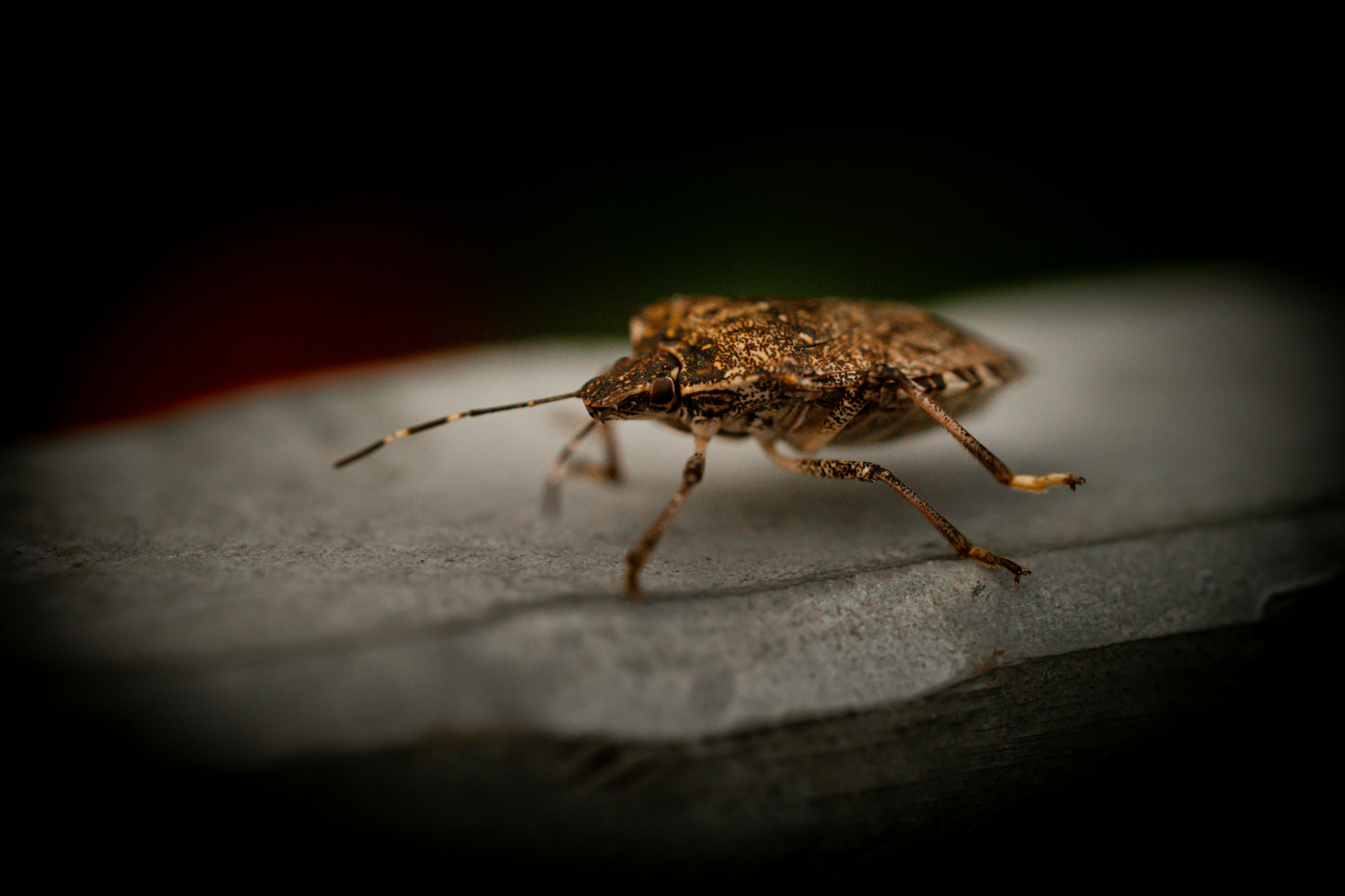 Detailed macro shot of a brown stink bug resting on a flat surface, highlighting textures.