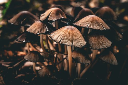 Free A detailed view of a cluster of forest mushrooms, showcasing their textured caps. Stock Photo