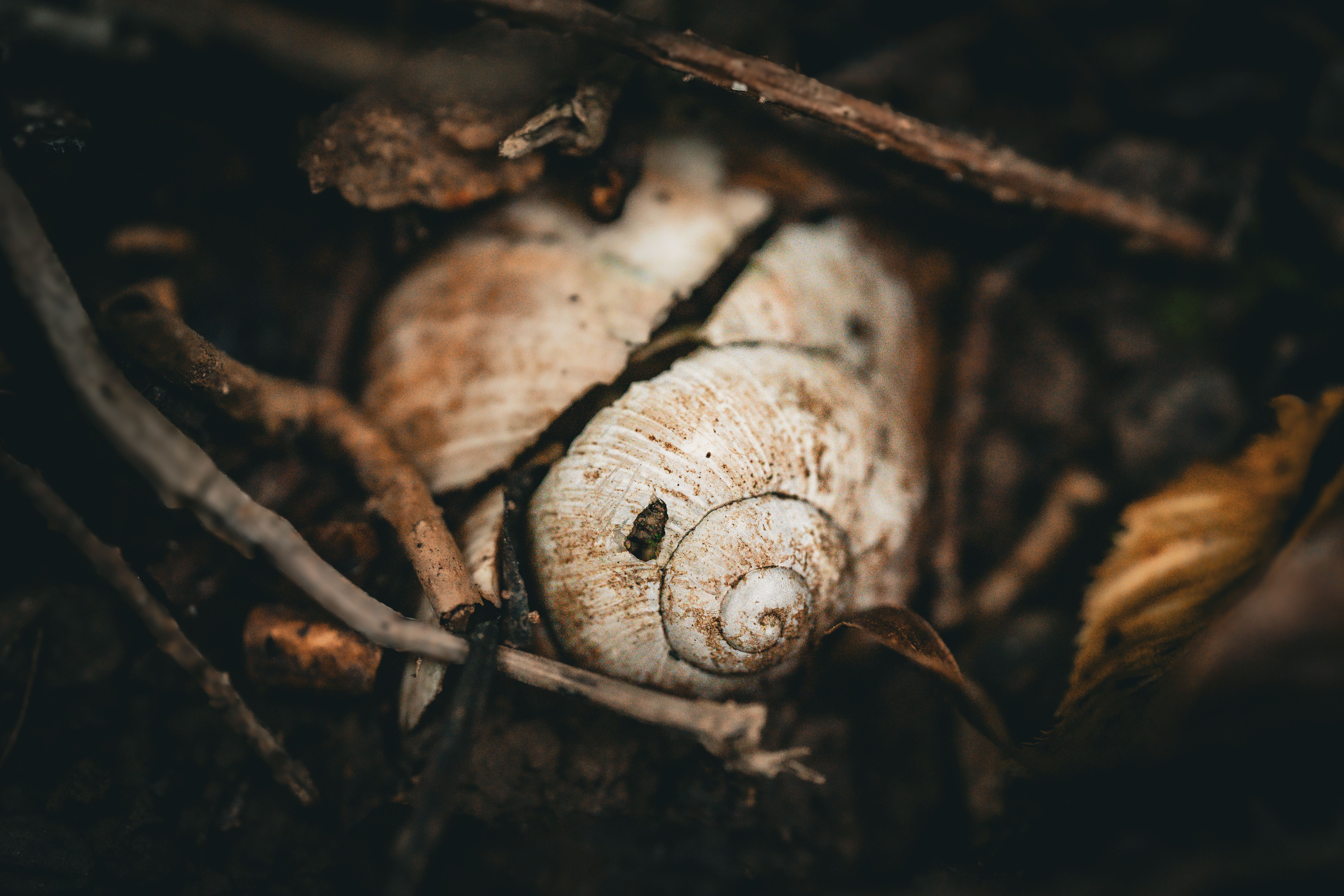 decomposers soil health