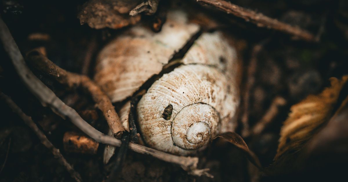 Snail Shell Ridge Close-up of Snail Shells on Forest Floor · Free Stock Photo