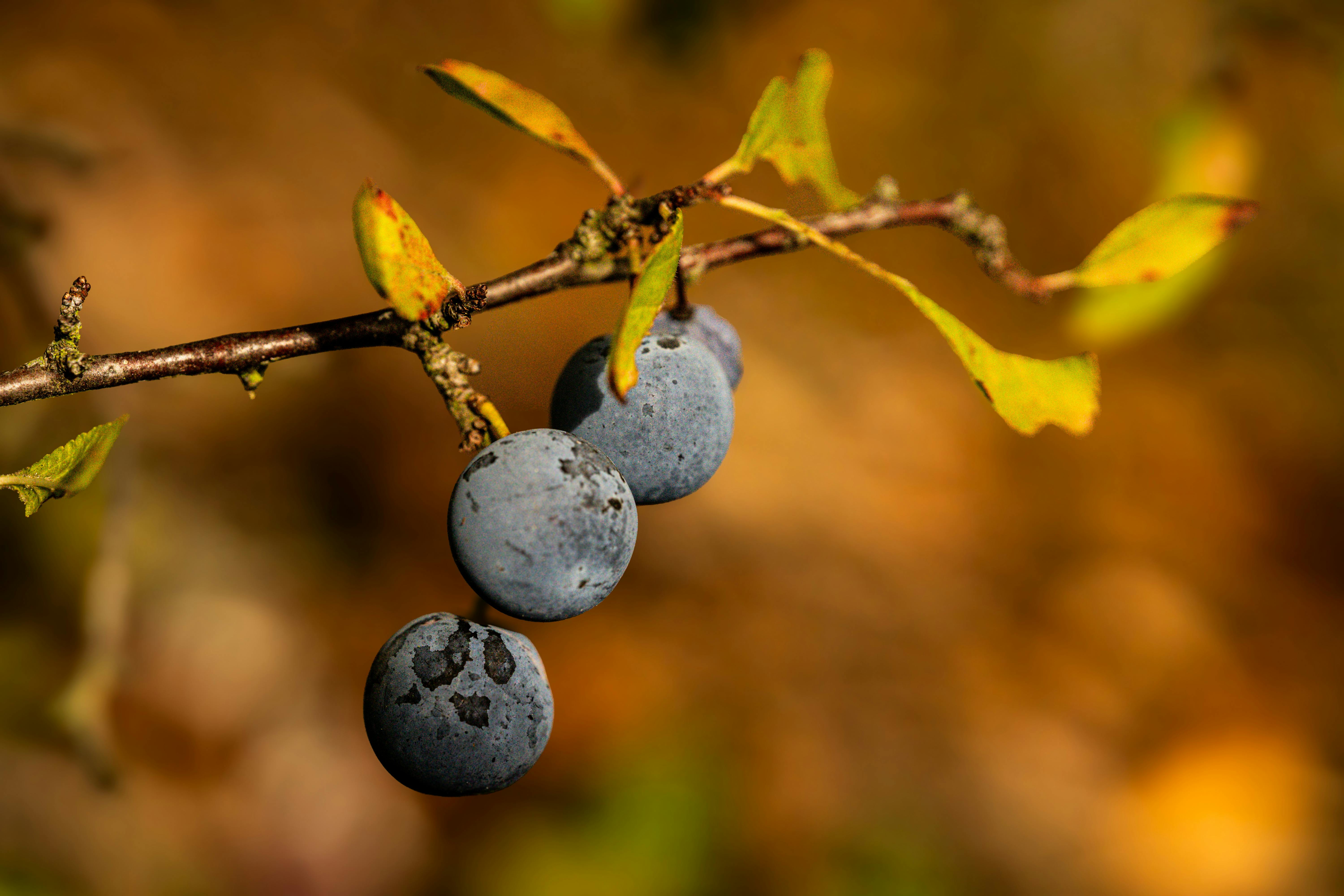 Macro shot of vibrant sloe berries hanging from a branch against an autumn backdrop.