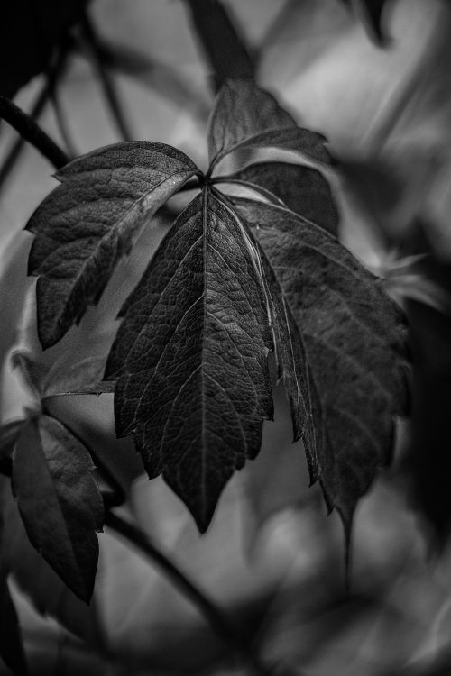 Free A monochrome close-up shot of a leaf showcasing its intricate texture and natural beauty. Stock Photo