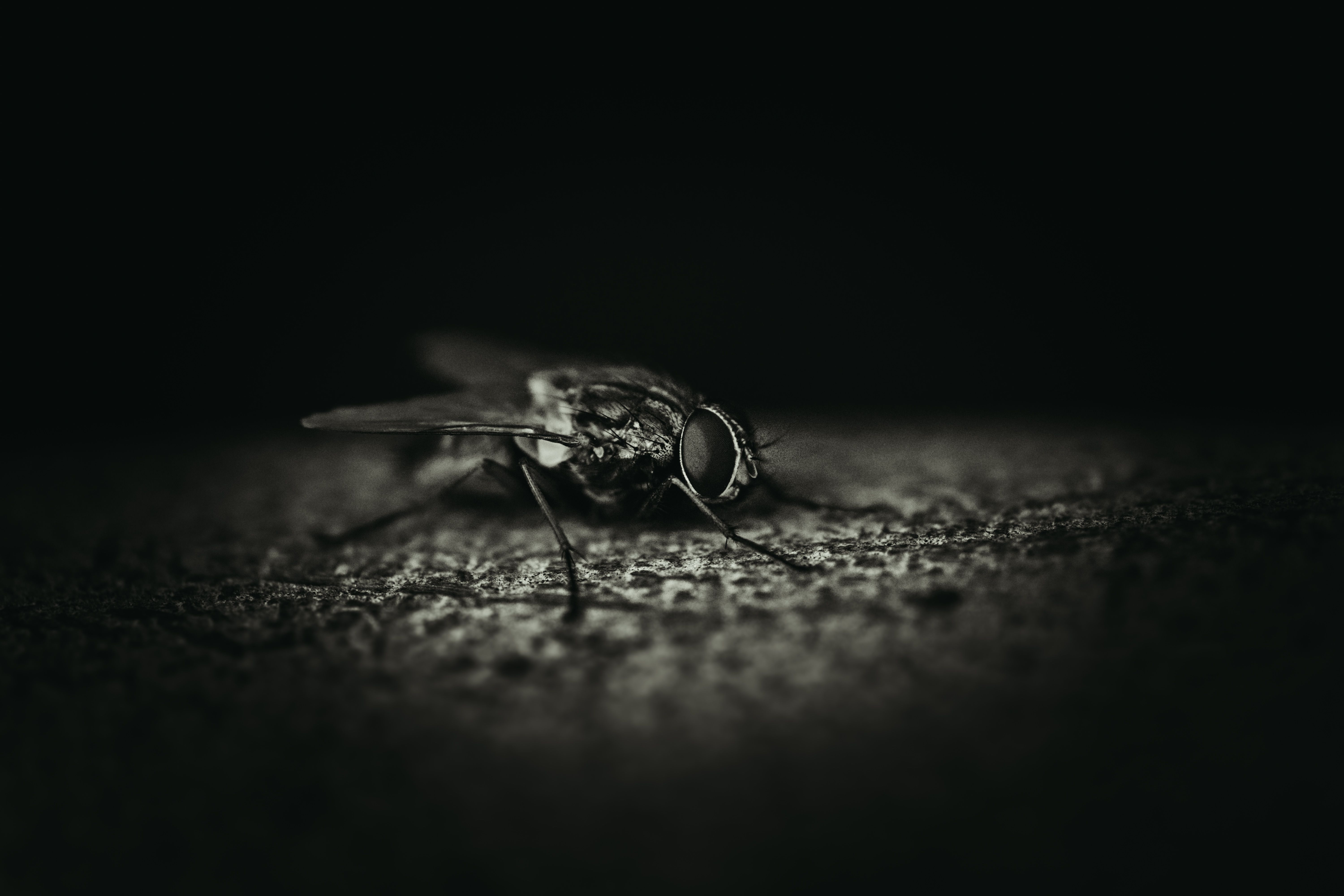 Close-up de uma mosca em iluminação dramática.