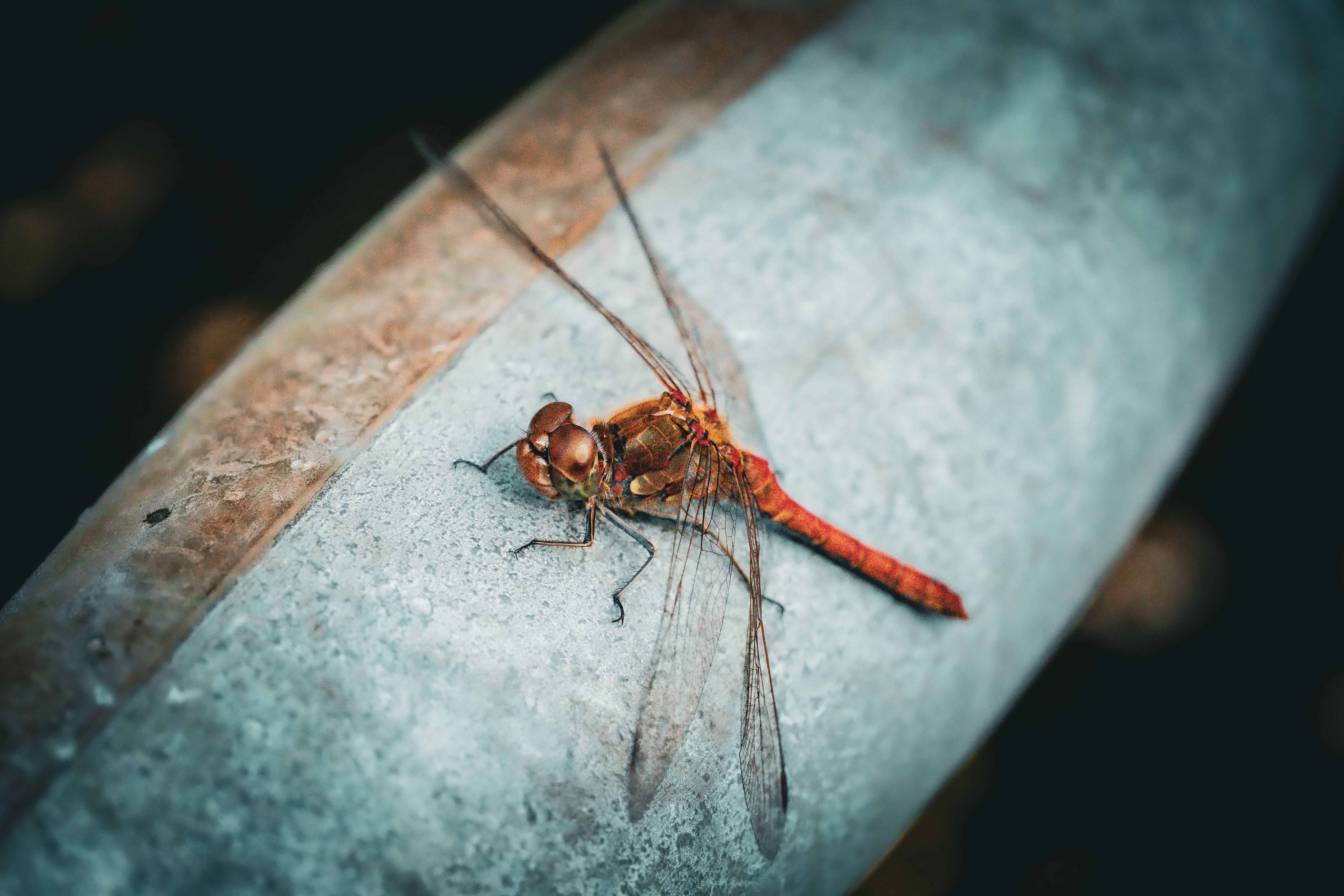 Close-up of a Red Dragonfly Resting on Surface · Free Stock Photo