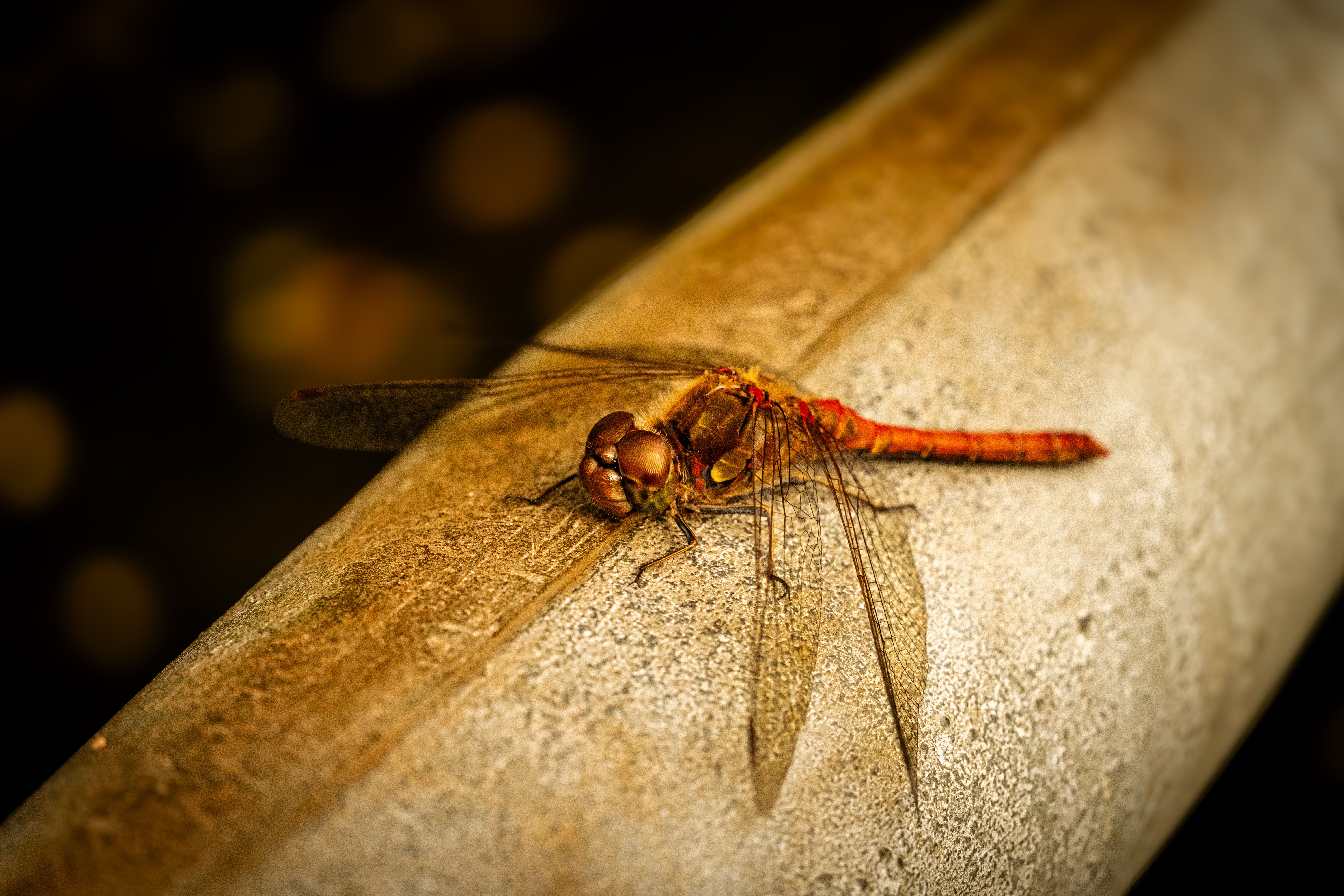Close-up of a Red Dragonfly on Textured Surface · Free Stock Photo