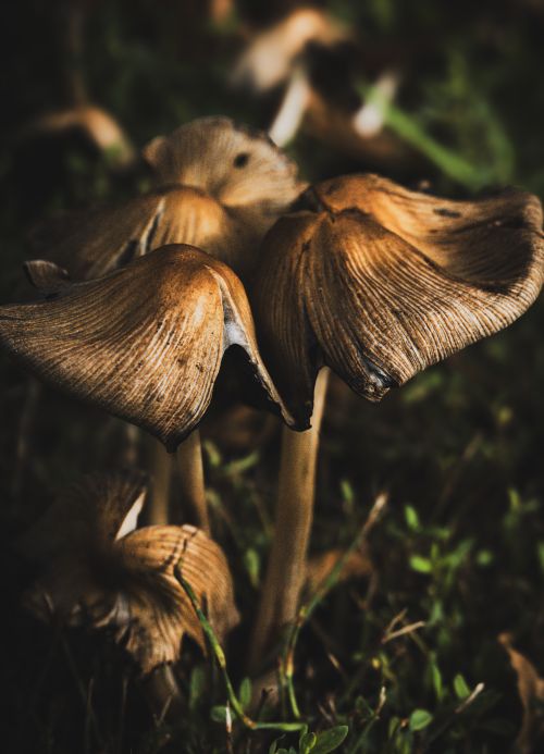 Free Detailed macro shot of wild mushrooms with rich earthy tones in a forest environment. Stock Photo