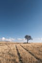 一棵孤独的树站在湛蓝的天空下，广阔秋天的草原上，唤起和平