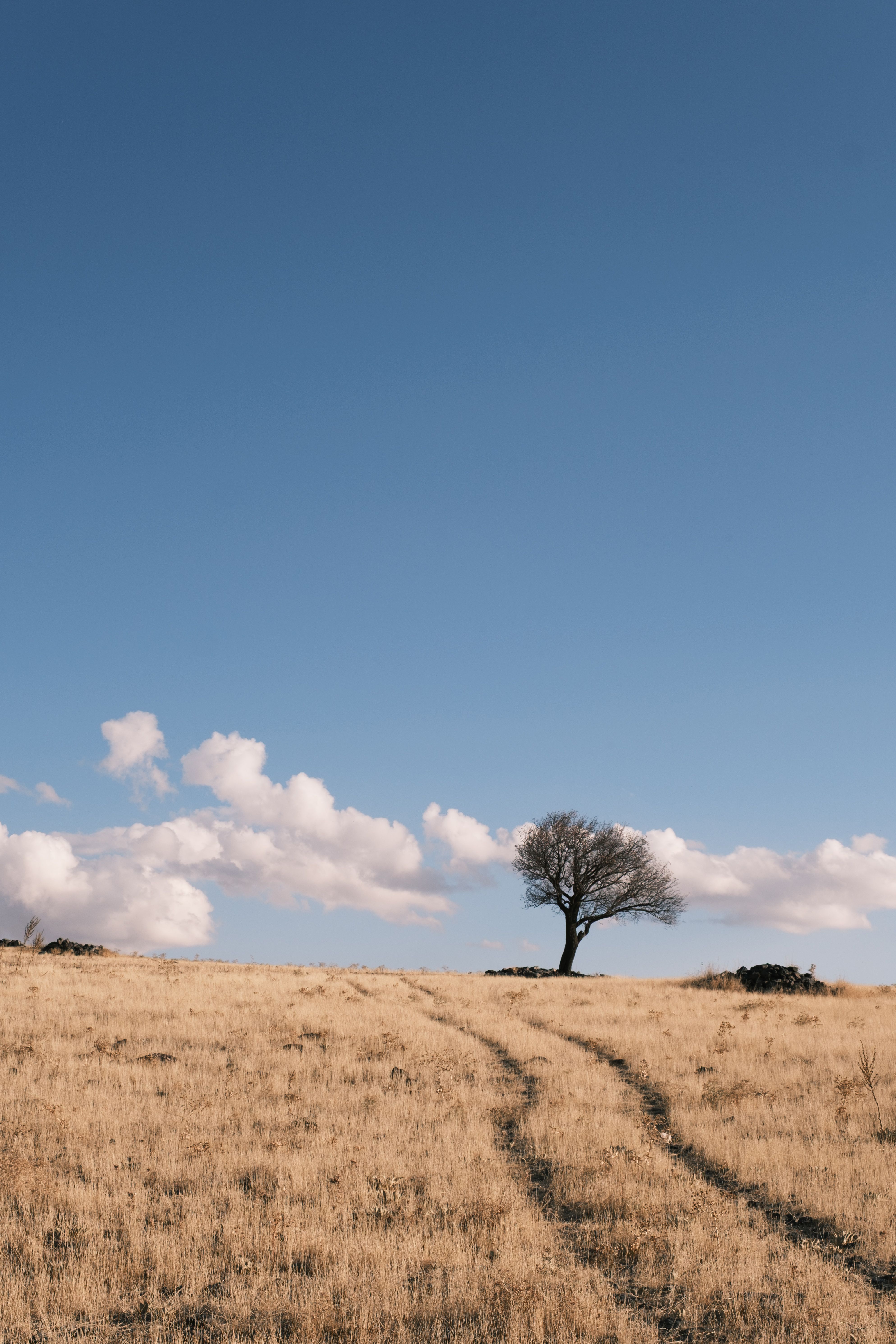 Solitary Tree in Vast Open Field Under Blue Sky · Free Stock Photo