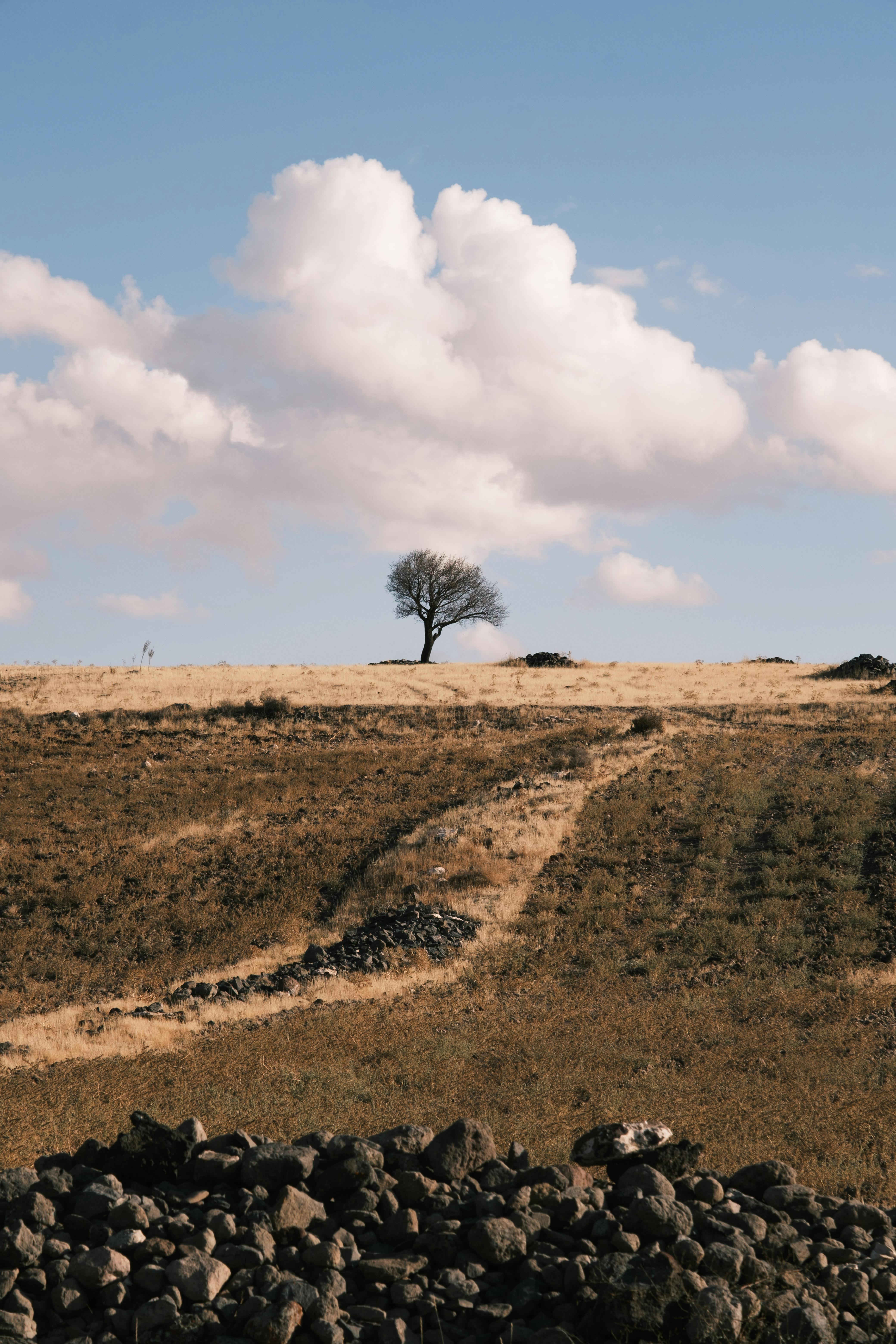 孤独的树矗立在多云的天空下的空地上，象征着隔离与宁静