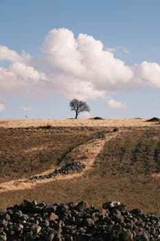 孤独的树矗立在多云的天空下的空地上，象征着隔离与宁静