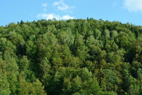 Free Dense green forest in Szczawnica, Poland on a bright summer day. Stock Photo