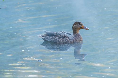 Free A female mallard duck gracefully swims on a tranquil lake, reflecting its elegance. Stock Photo