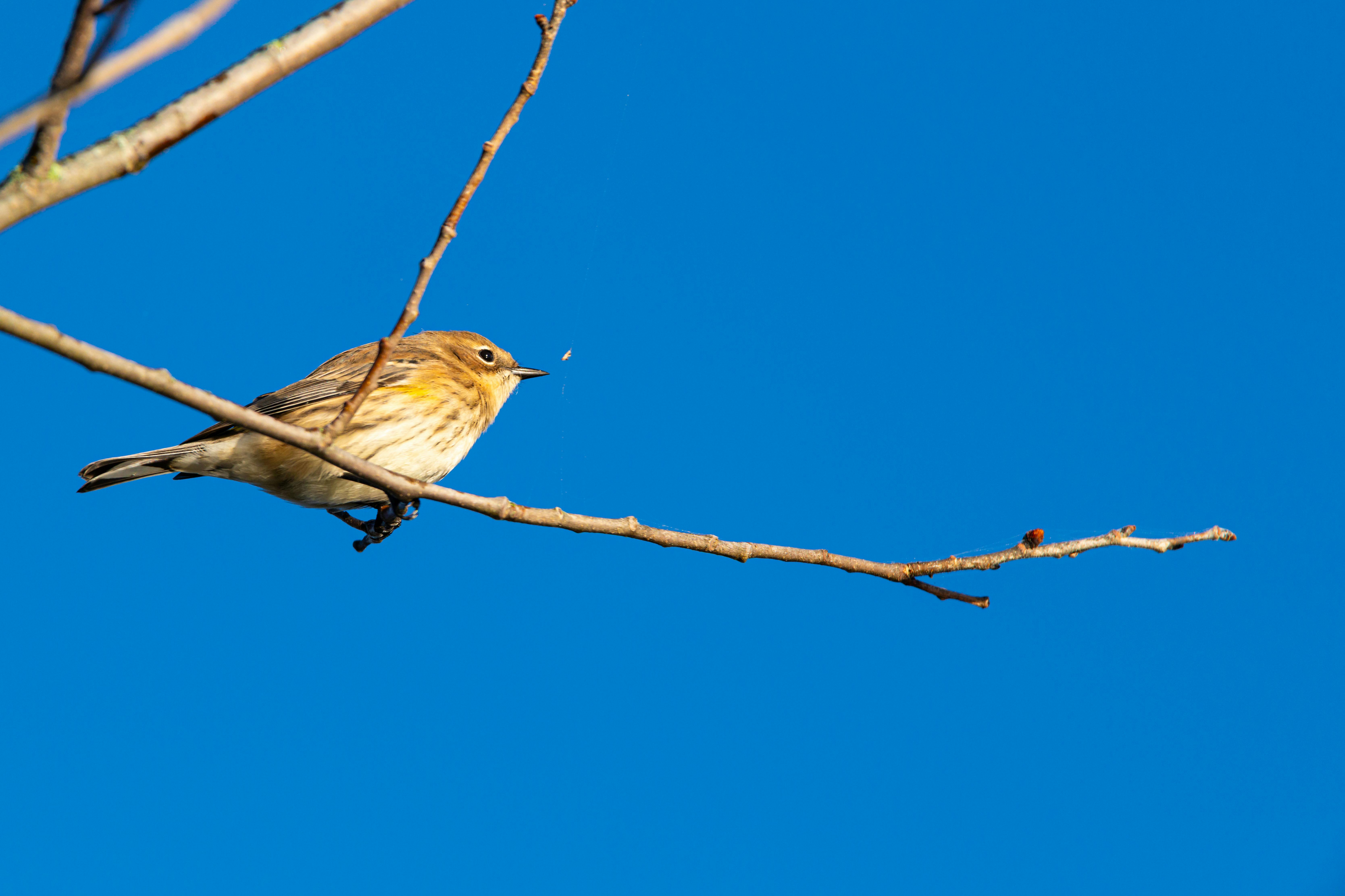 好的，请提供您需要优化的句子