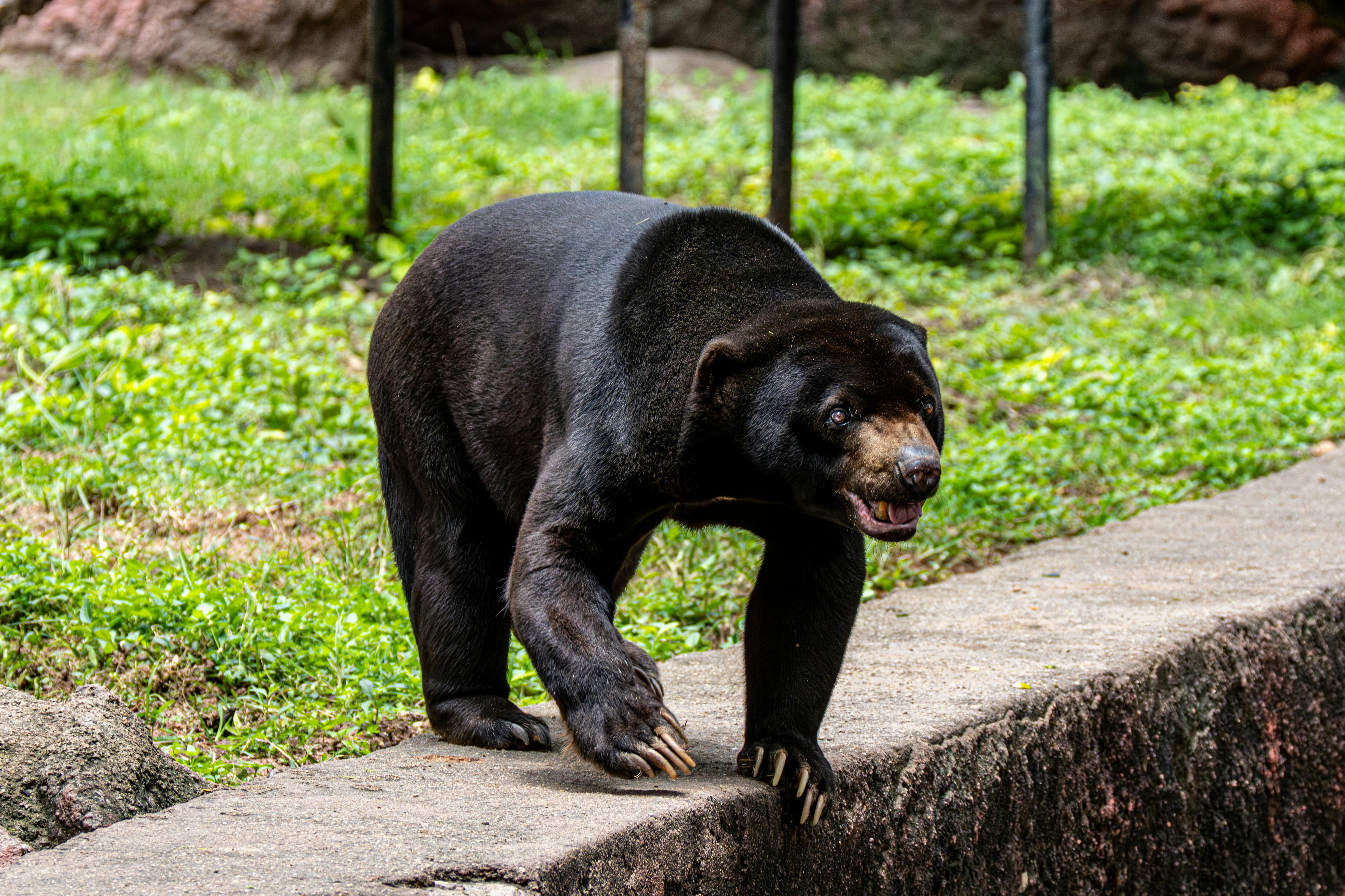 Bear Greg - Extended Vacation On Trantor