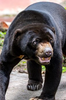 Intense close-up photo of a sun bear showcasing its distinctive features and natural surroundings. - Fotografer Sidoarjo