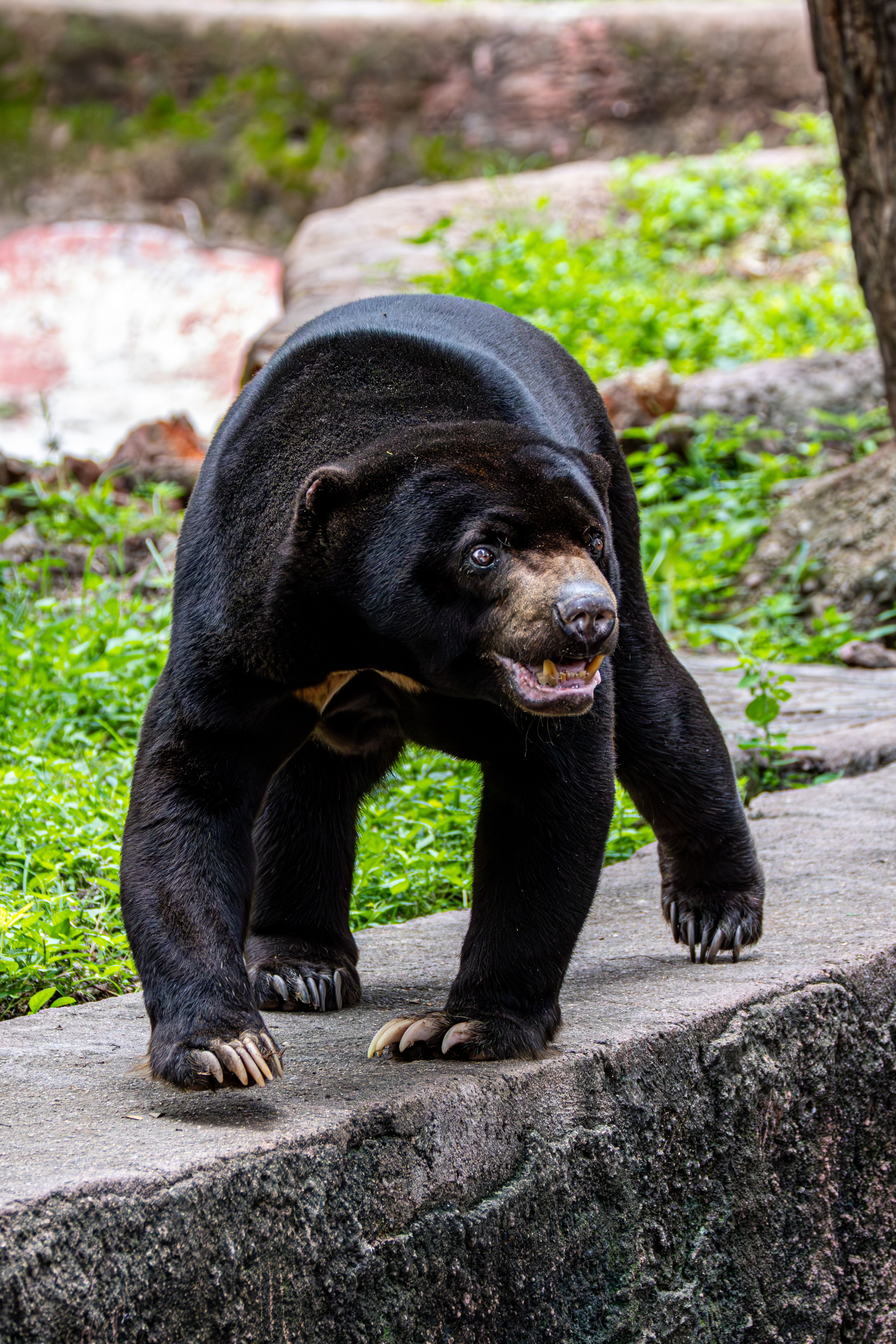 Close-Up of a Malaysian Sun Bear Outdoors · Free Stock Photo