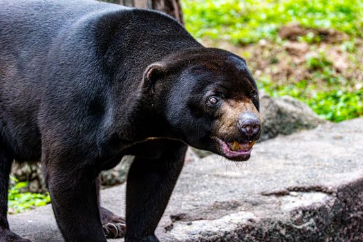 Sun bear strolling outdoors, showcasing its distinctive features and lush surroundings.
