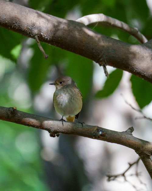 Free A delicate bird rests on a tree branch surrounded by lush green foliage. Stock Photo