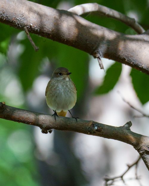 Free Red-flanked Bluetail on a branch in Istanbul, vibrant green background. Stock Photo