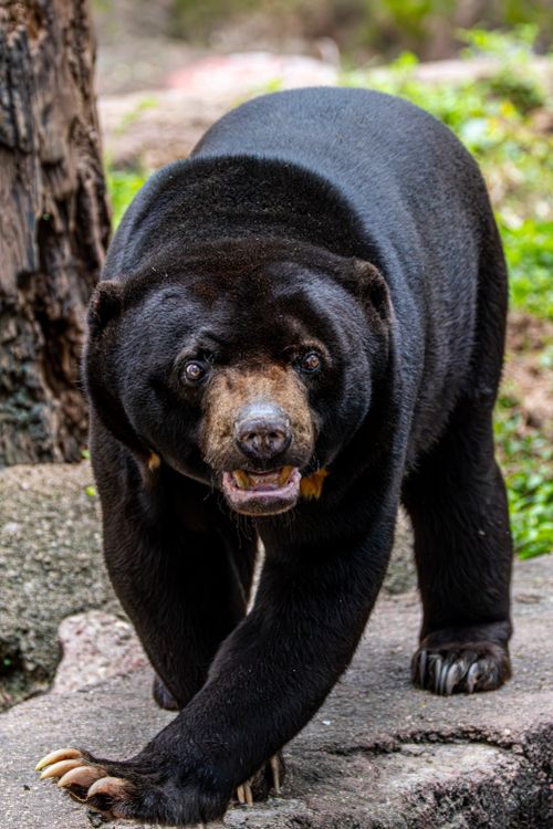 Free Captivating close-up of a Bornean sun bear in its natural outdoor habitat. Vivid and detailed. Stock Photo