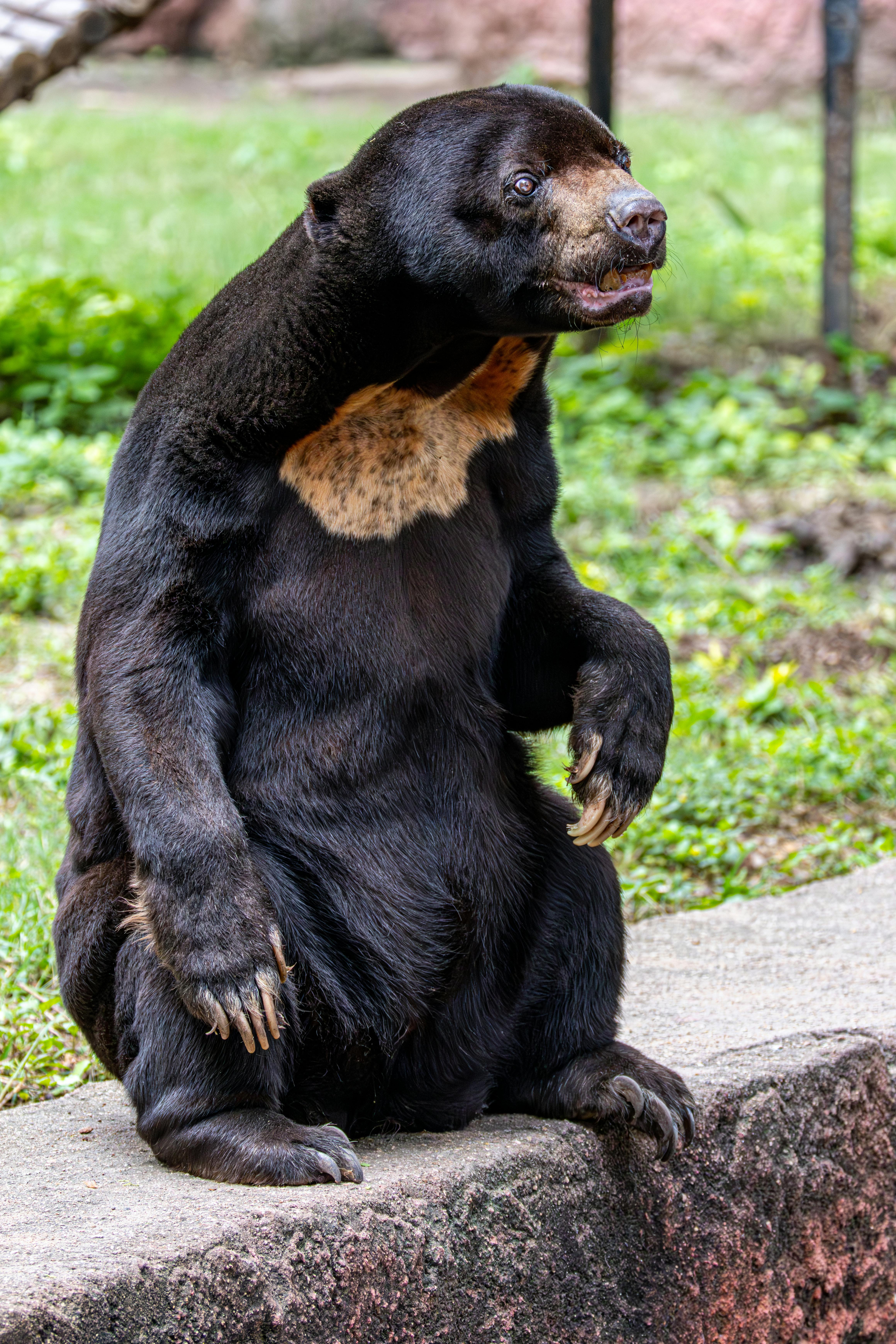 2,939,291+以上の無料黒いくま画像