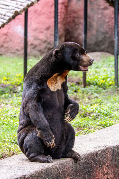 Free Sun bear sitting on a zoo wall, showcasing its distinct chest mark in an outdoor enclosure. Stock Photo