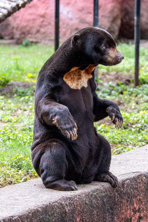 Free A sun bear sits upright on a concrete edge in a grassy outdoor area. Stock Photo