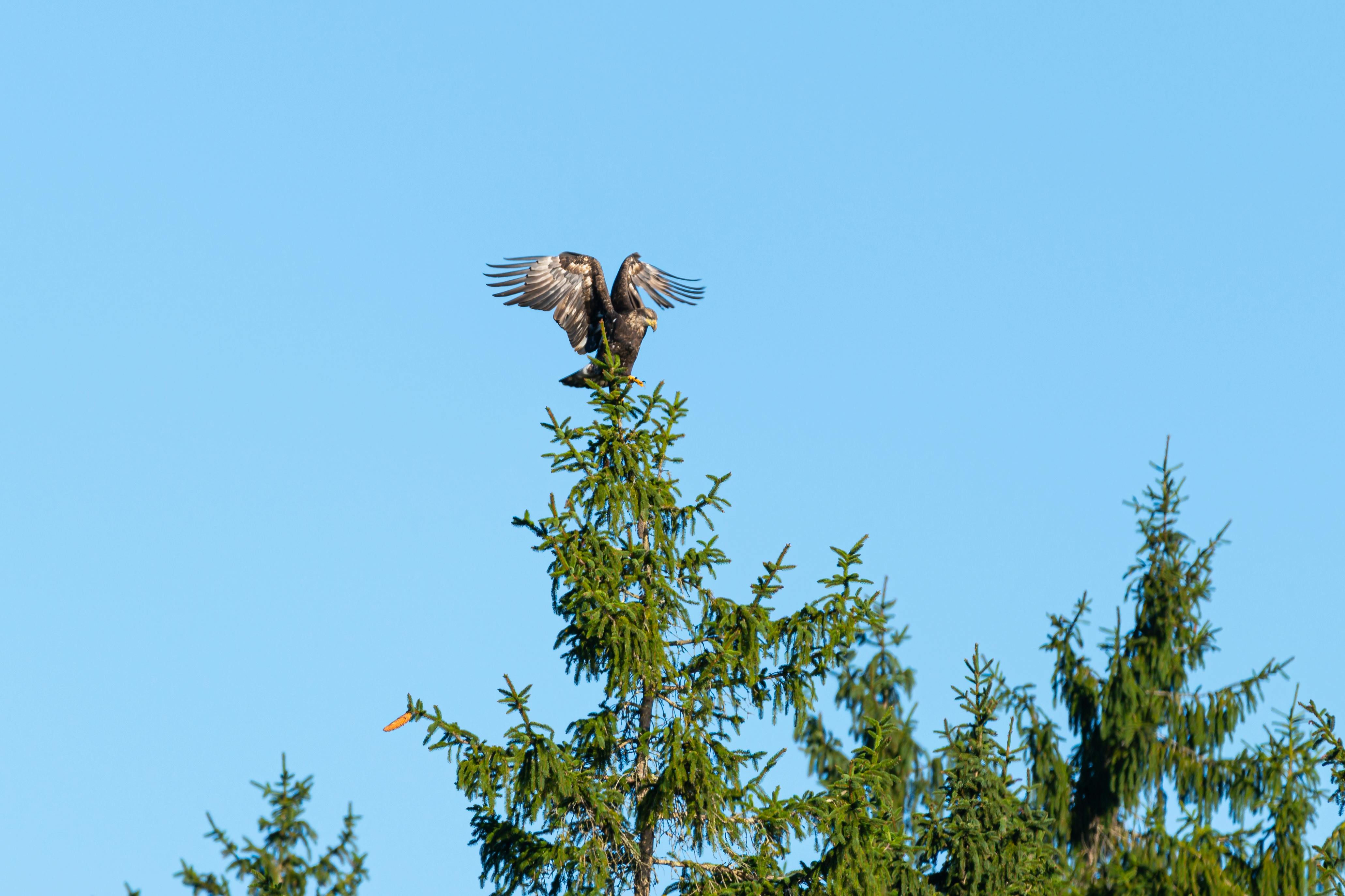 鸭子，湖的免费股票照片可能指的是在湖泊或河流中自由游动的鸭子