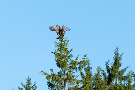 鸭子，湖的免费股票照片可能指的是在湖泊或河流中自由游动的鸭子