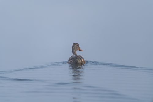 Free A lone duck peacefully glides on a tranquil lake at dawn, evoking a sense of calm and serenity. Stock Photo