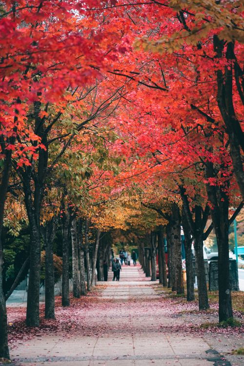 Colorful Autumn Pathway with Vibrant Foliage · Free Stock Photo