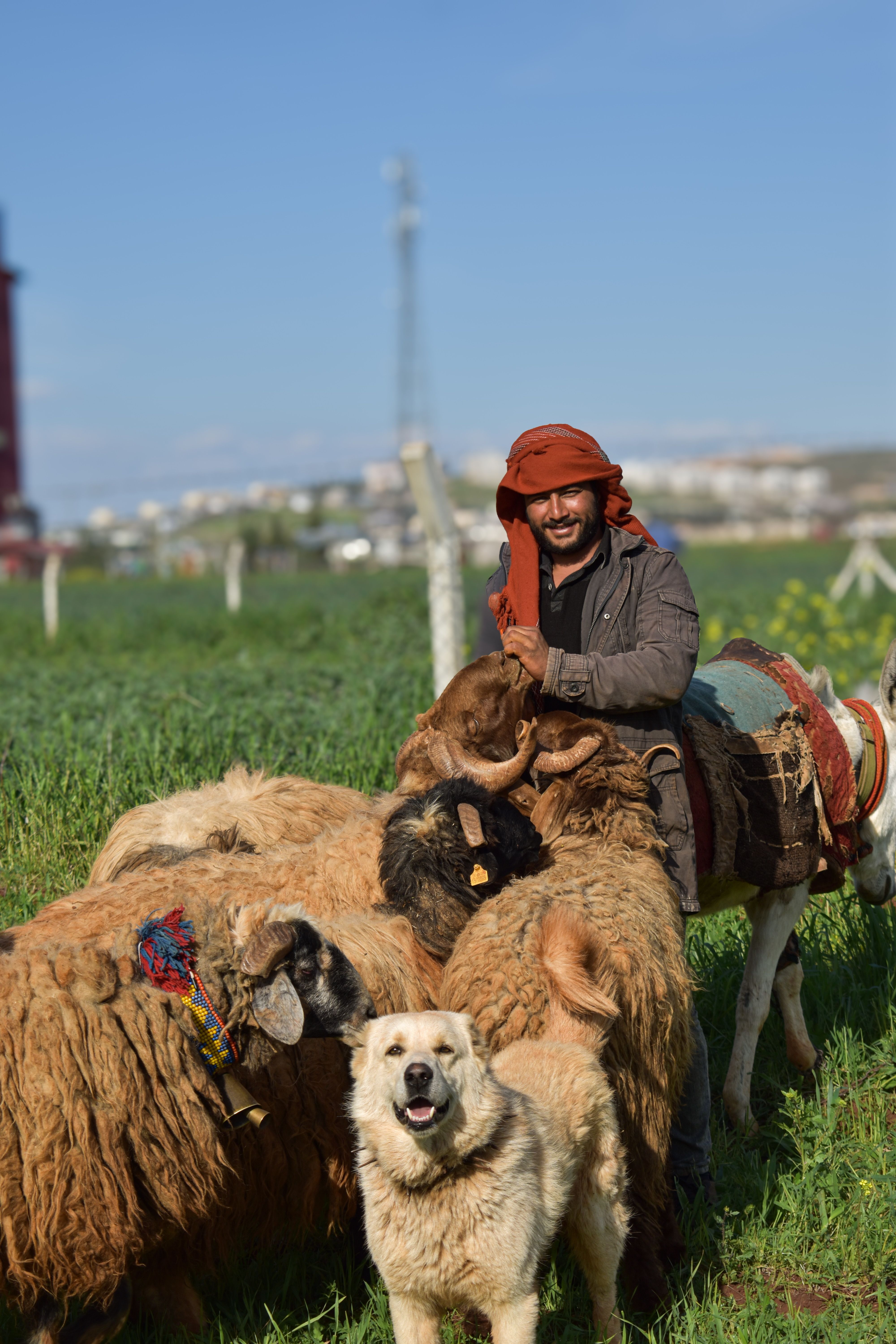 Shepherd Guiding Flock in Green Pasture · Free Stock Photo