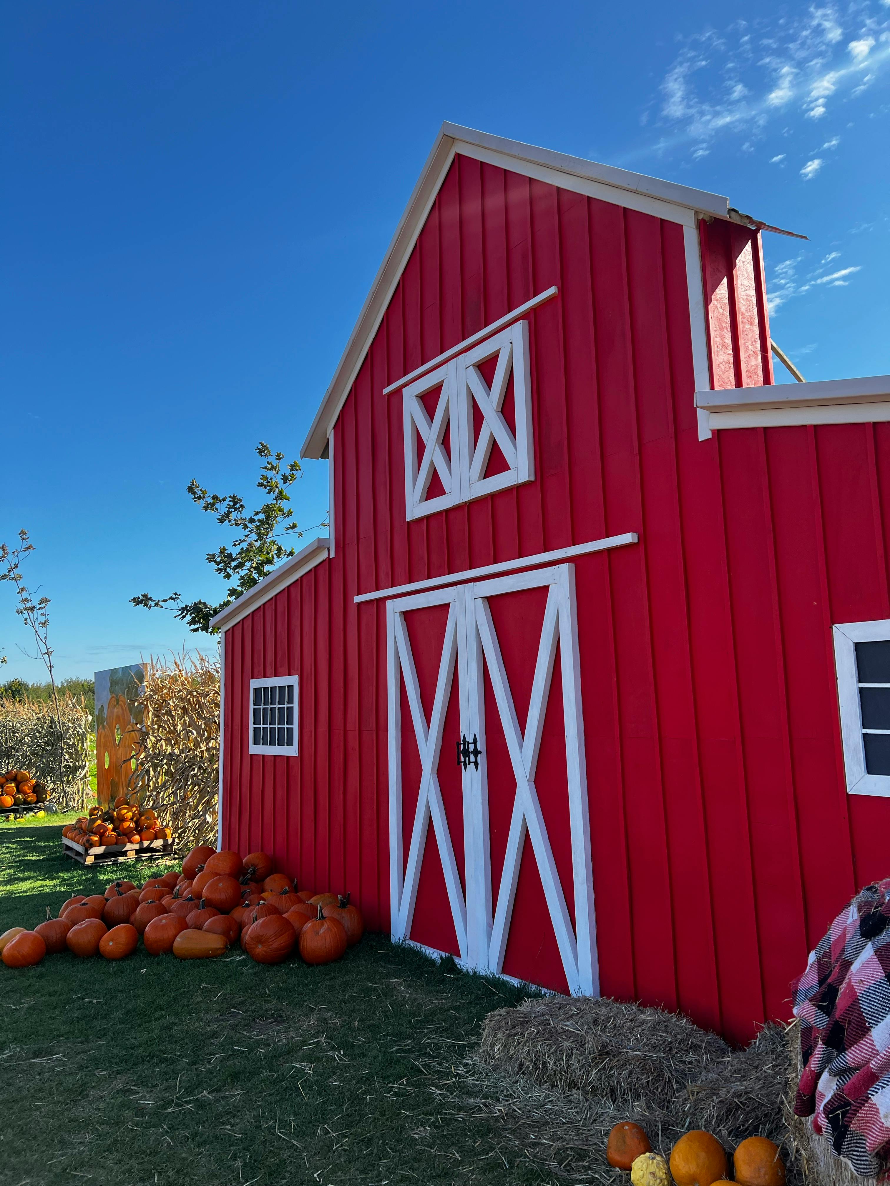 迷人的红色谷仓在明亮的蓝天下，被南瓜装饰得恰到好处，非常适合秋季主题内容