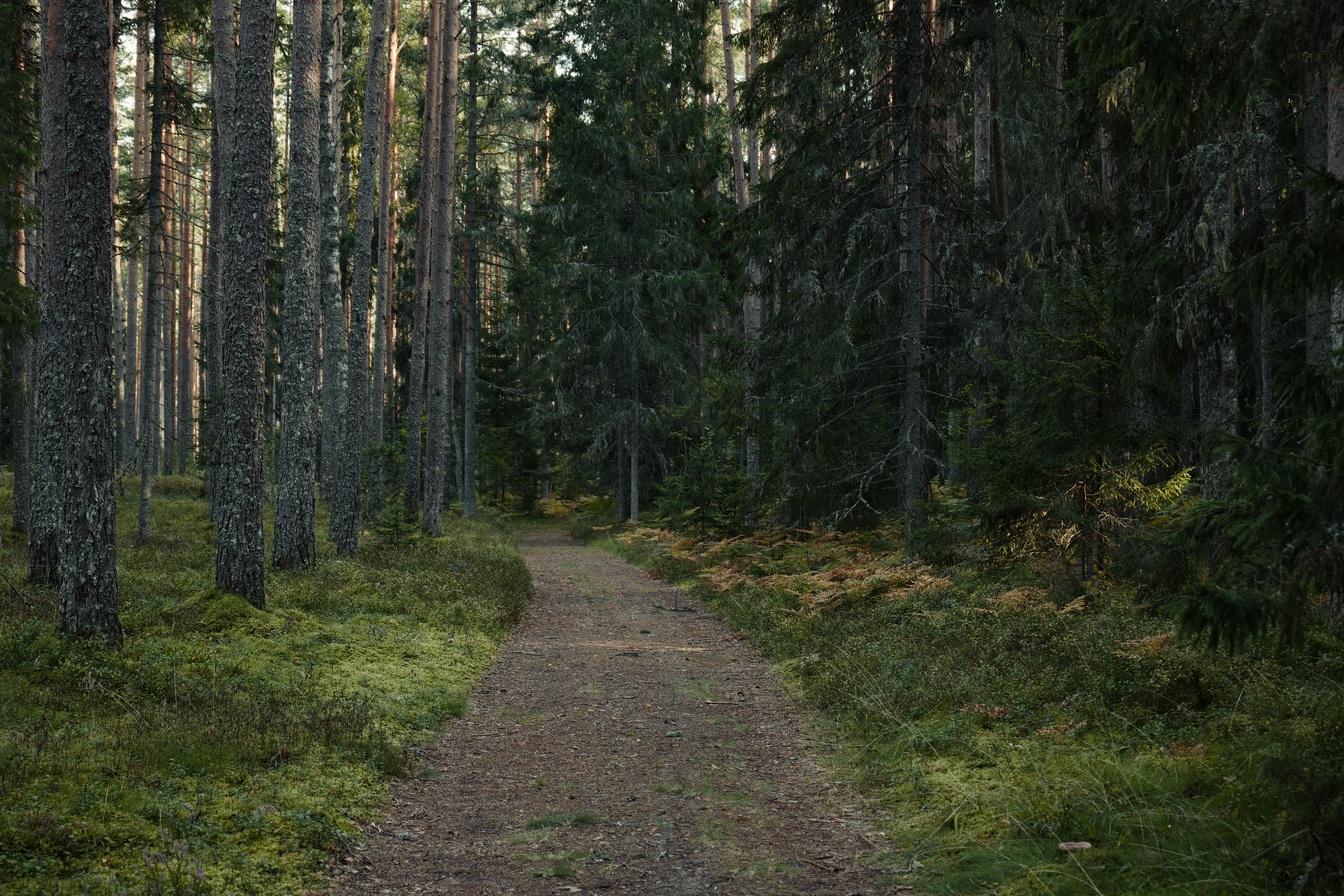 Beyond Greenwashing: Your 2026 Blueprint for Lucrative Forest Investments & Verified Carbon Credits!