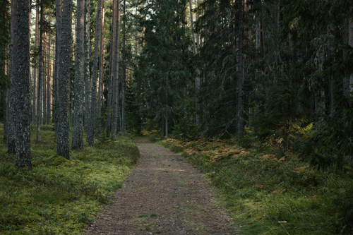 Free Pathway winding through a serene evergreen forest, ideal for nature walks and forest bathing. Stock Photo