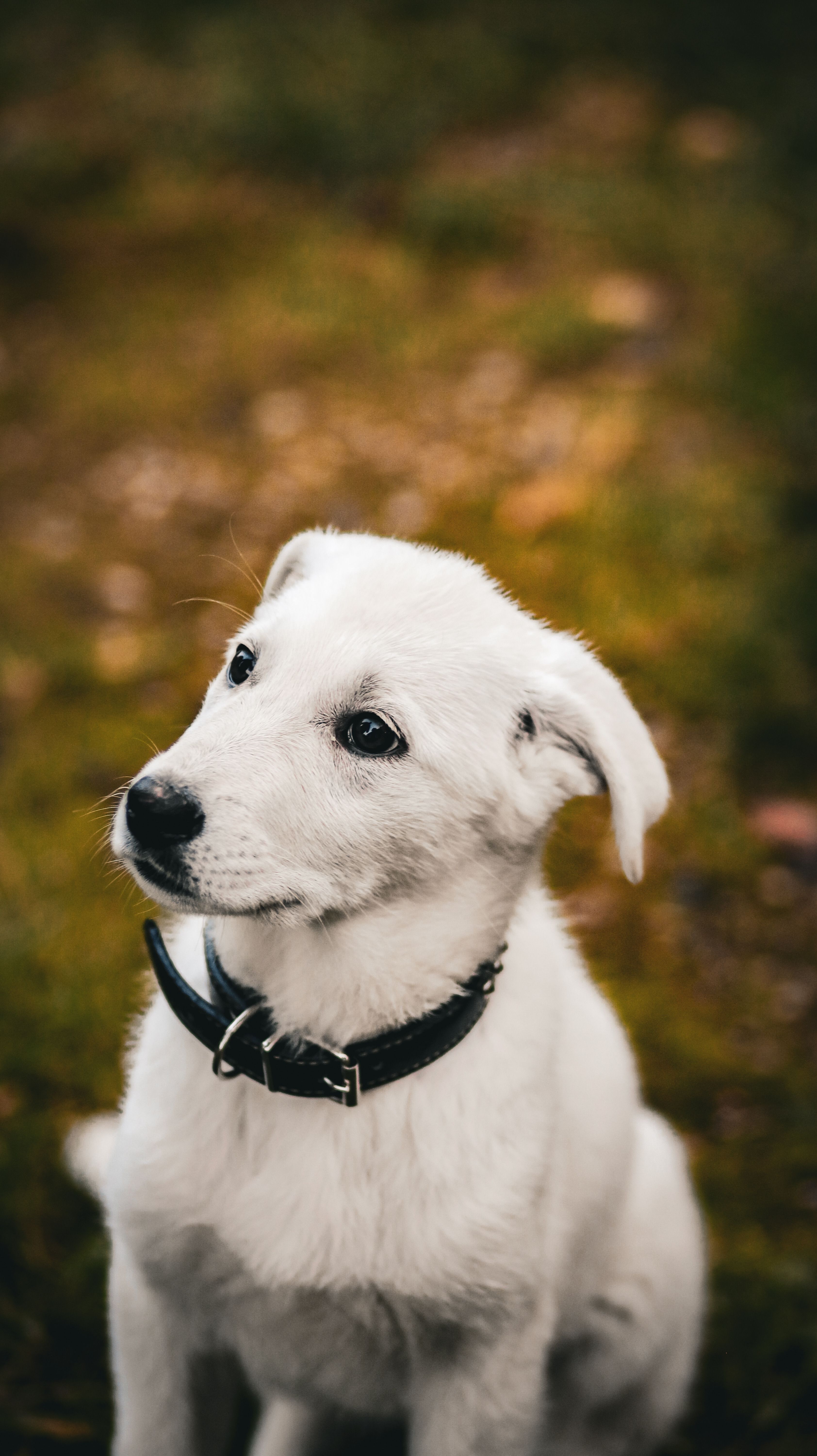 Cute White Puppy Sitting on Grass Outdoors · Free Stock Photo