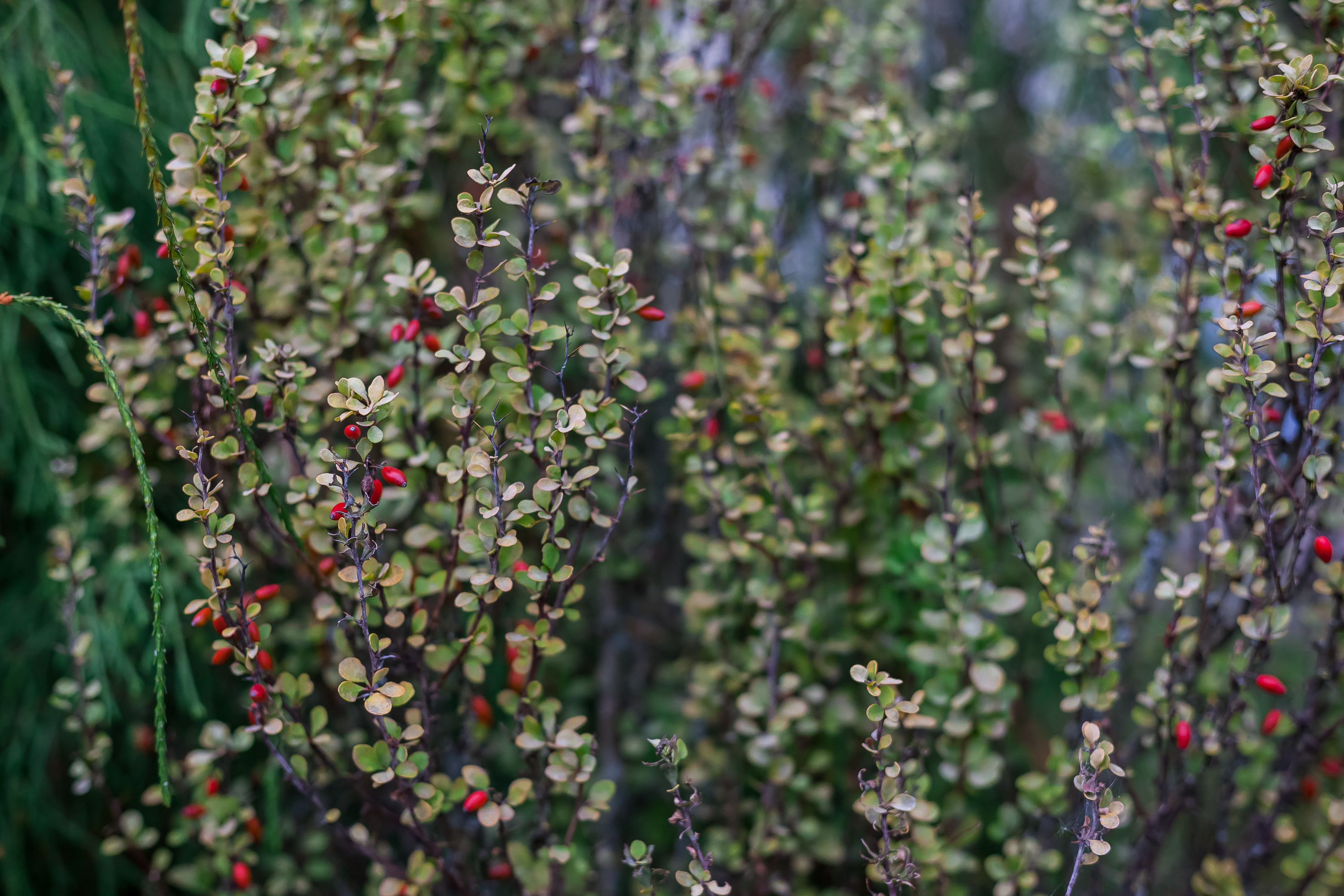 low maintenance shrubs, Deciduous Shrubs With Real Seasonal Payoff
