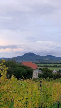 迷人的葡萄园场景设置在连绵起伏的山丘上，在宁静的一天进行拍摄