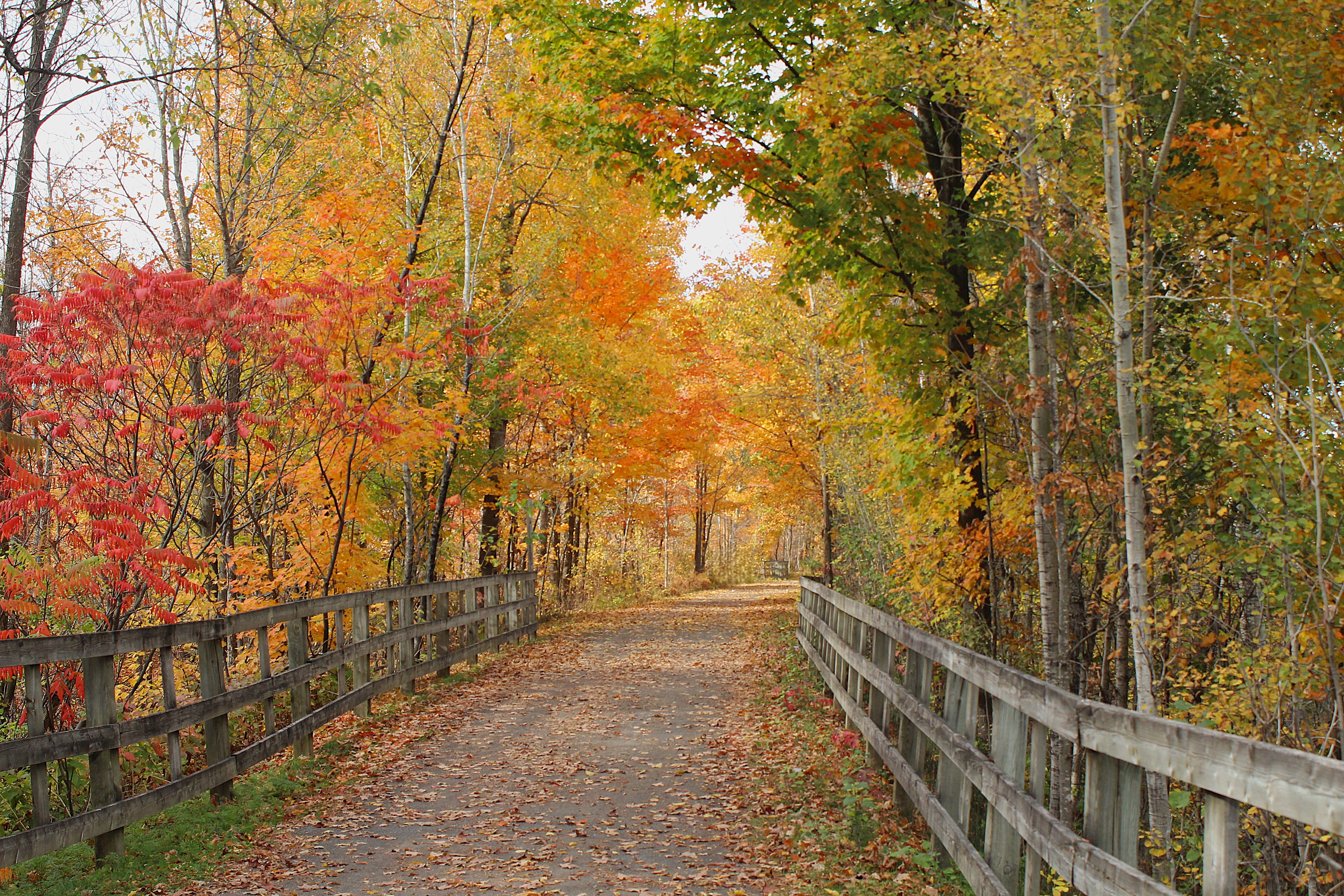 Crimson Canopies and Ridge-Top Trails: An Immersive Autumn Hike Through the Blue Hills