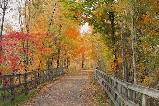 Discover a vibrant autumn trail in Québec, showcasing stunning fall foliage.