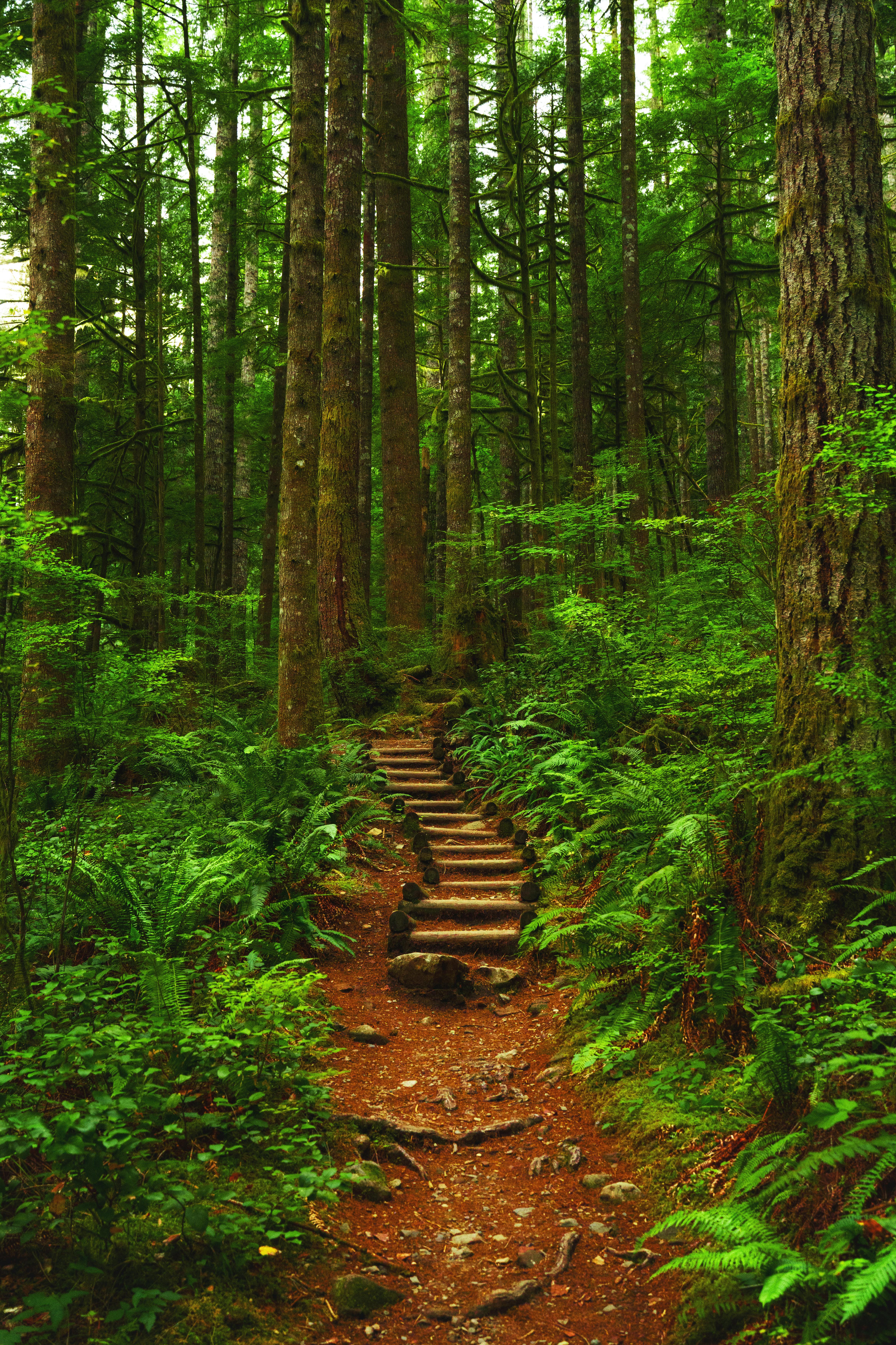 Forest Park
