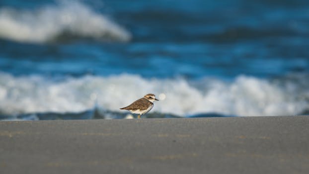 一只鹬矗立在图尔基耶安塔利亚的沙滩上，背后是海浪