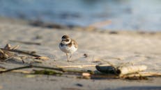 好的，我明白了