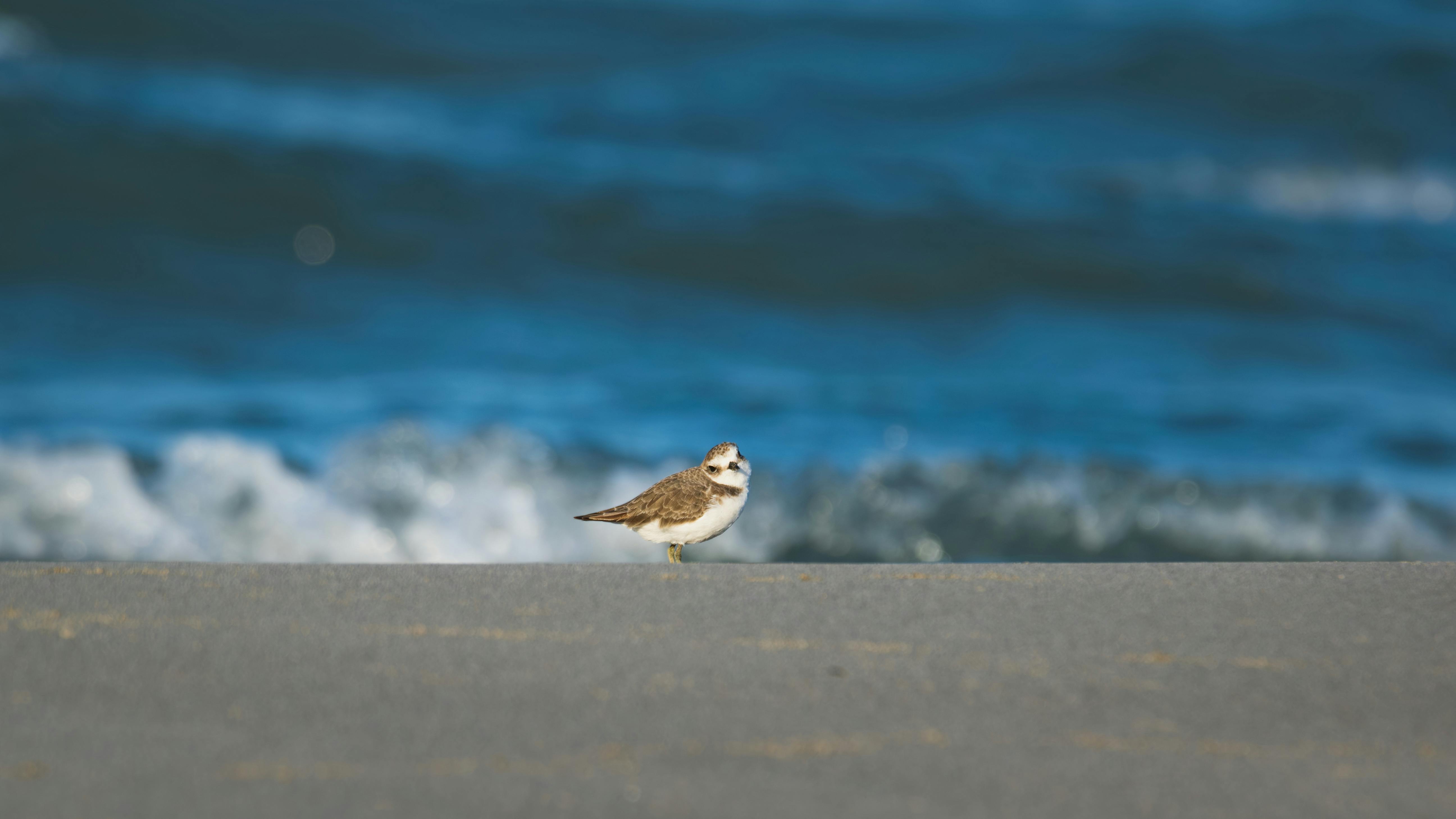 一只孤独的鸟矗立在图尔基耶安塔利亚的沙滩上，背景是充满活力的蓝色海洋