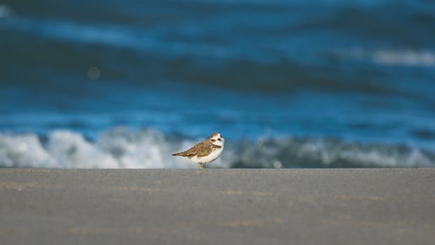 一只孤独的鸟矗立在图尔基耶安塔利亚的沙滩上，背景是充满活力的蓝色海洋