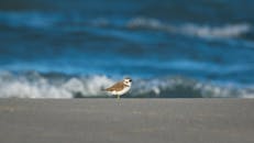 一只小鸟栖息在图尔基耶安塔利亚的沙滩上，海浪的背景