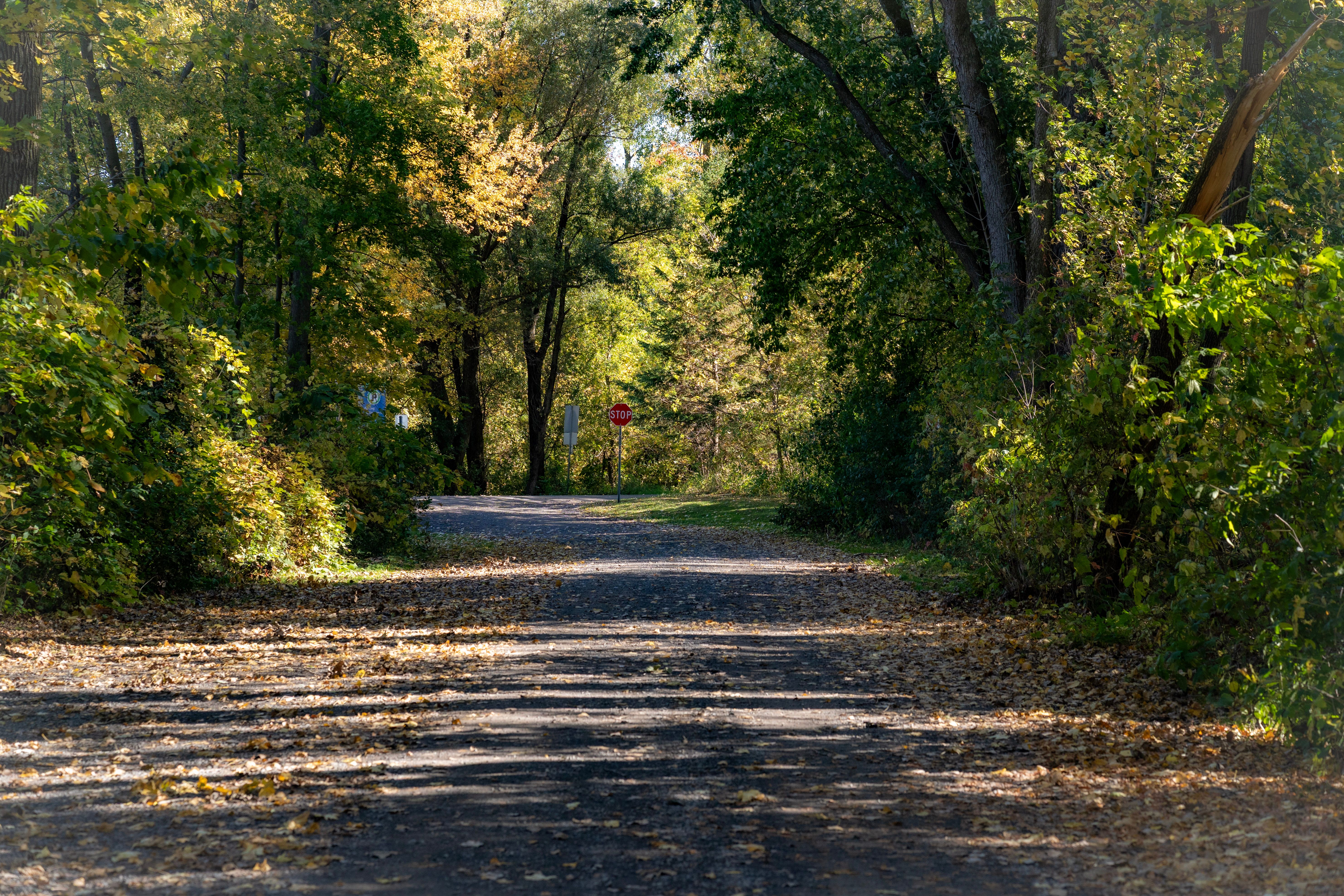 DuPage Forest Preserve executive director leaving for city manager job in Florida — Photo by Ola Ayeni on Pexels