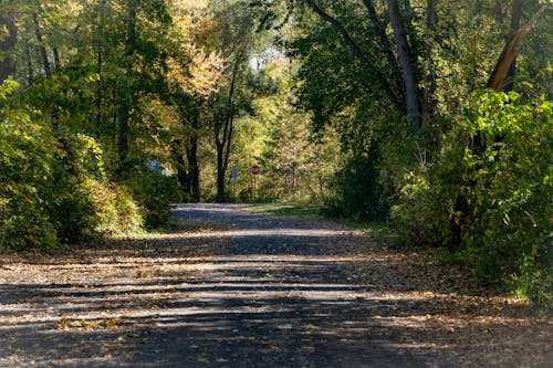 Why Forest Bathing Feels More Magical in Autumn